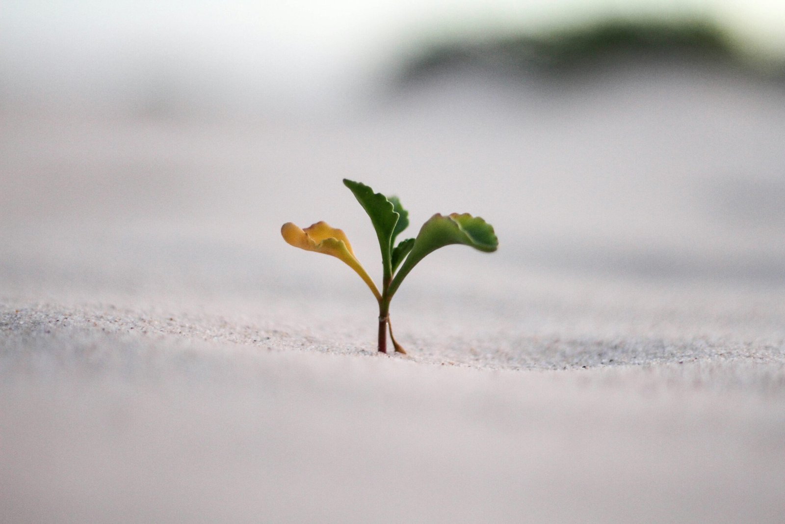 Image of little plant growing